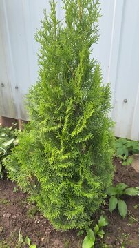A small evergreen thuja tree with dense green foliage grows in a garden surrounded by a white metal fence. The leaves of the tree are bright green and have a porous texture. The soil around the tree