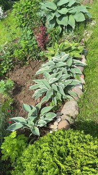 A large hosta plant with big green leaves growing in a garden bed surrounded by rocks and grass with other plants and flowers in the background.