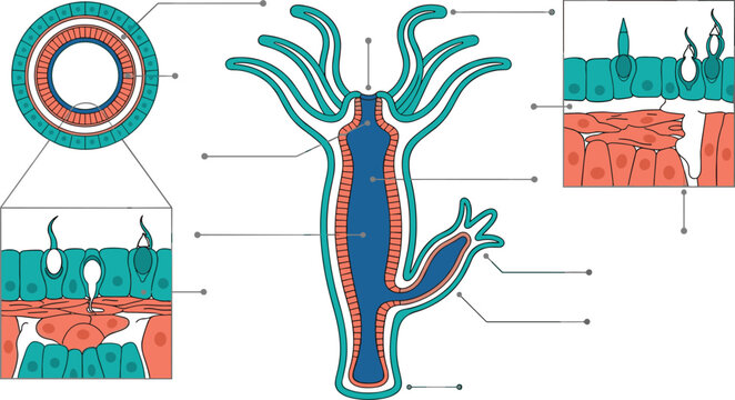Biological hydra anatomy diagram and zoology educational infographic showing microscopic cellular layers organism cross section structure and tentacles graphics design