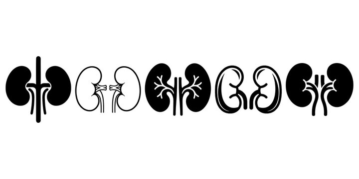 kidney icon, minimalist black and white vector