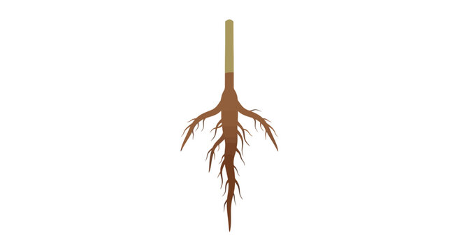 Flat vector illustration of plant root system with taproot and lateral branches