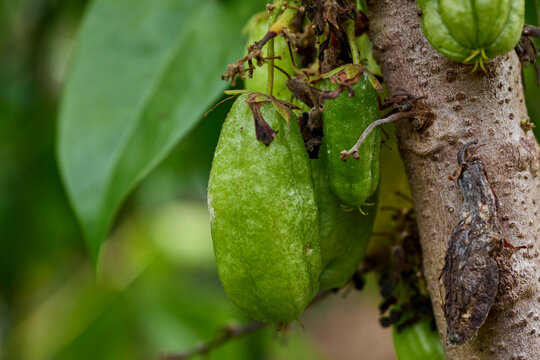 Green Bilimbi Fruit Hanging from a Tree Branch
