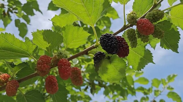 Fresh mulberries ripening on a leafy tree branch under a blue sky