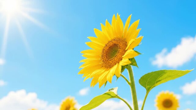 Sunflowers under the blue sky and white clouds