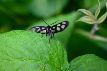 Naklejka premium Amata fortunei (Japanese nine-spotted moth). Arthropoda Lepidoptera Arctiidae Syntominae. It has black wings with white spots and part of its abdomen is yellow.