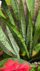 Obraz premium A Close-Up View of the Vibrant Green and Patterned Leaves of a Growing Snake Plant (Sansevieria), Showcasing Its Unique Textures and Sleek, Upright Foliage in a Lush Garden Setting.
