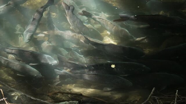 School of carp swimming in Provo River in slow motion during summer spawning season.