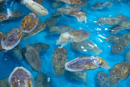 Various Fresh Seafood