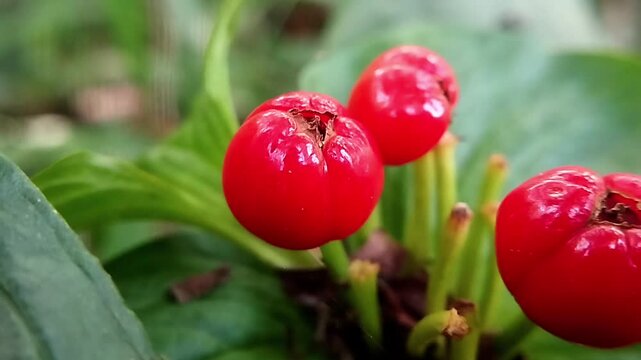 Close up side angle footage focusing on glossy red berries growing on thin stalks among green leaves.
