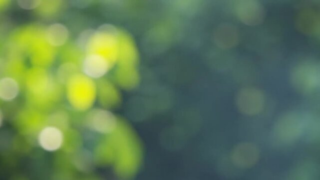 Out of focus green leaves create a beautiful natural bokeh background