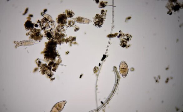 microorganisms in water
