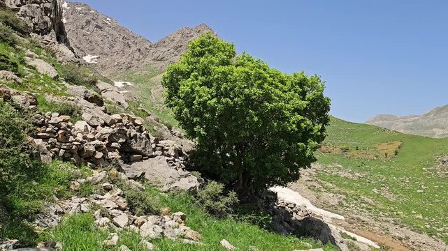 A solitary green tree grows beside an old stone wall on a spring hillside, overlooking a lingering snow patch nestled among rolling grassy slopes and distant rocky peaks
📍 Hawraman Takht, Kurdistan