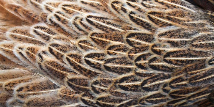 detailed texture of bird feathers with natural colors such as dark brown, cream, and black