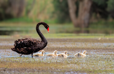 Perth Black Swan with cygnets  © Barbara