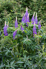 Obraz premium portrait of a beautiful cluster of vibrant purple lupins along a lush green trail