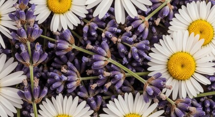 Fototapeta premium Top view of purple lavender sprigs and white daisy flowers in a dense summer floral arrangement.