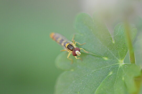 Hoverfly Resting on Green Leaf