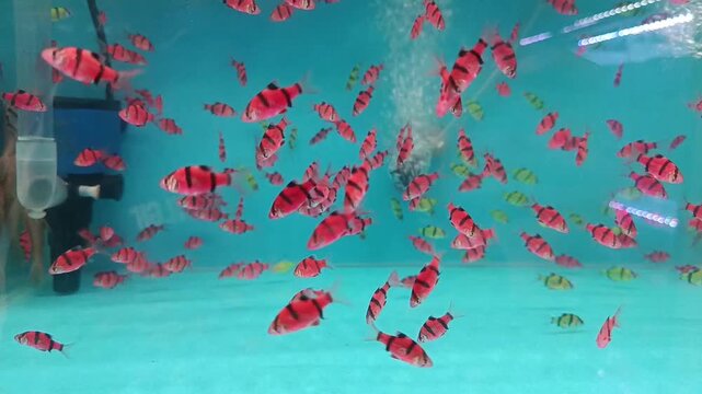 Many red fish swim quickly around a filter in a large aquarium tank indoors