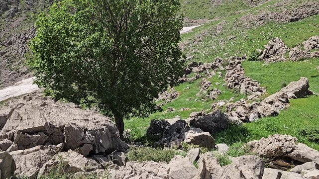 A lone tree stands amid boulders on a green highland slope, with a patch of lingering snow tracing the valley below snow-capped spring peaks.
📍 Hawraman Takht, Kurdistan, Iran 