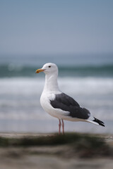 seagull on the beach © MeanwhileInSanDiego