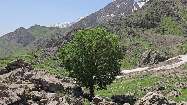 A lone tree stands amid boulders on a green highland slope, with a patch of lingering snow tracing the valley below snow-capped spring peaks.
📍 Hawraman Takht, Kurdistan, Iran 