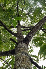 Fototapeta premium Low-angle view showing a sturdy tree trunk with large branches and dense green leaves forming a natural canopy under a bright sky.