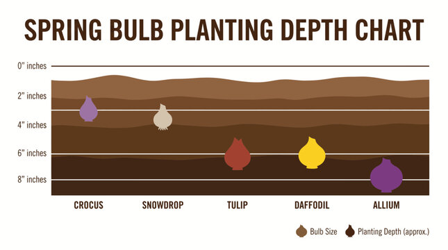 Spring Bulb Planting Depth Chart in Garden Soil