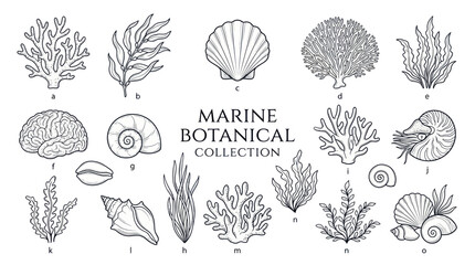 Marine botanical collection with shells corals and seaweed © Fulan
