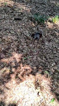 Gray squirrel looking for food on the ground in a garden. Ardilla gris buscando comida en el suelo de un jard&iacute;n. (14)