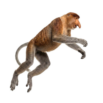 Proboscis Monkey in Mid Air Isolated on White Background