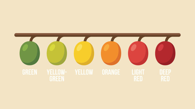 Coffee Cherry Ripeness Stages from Green to Red
