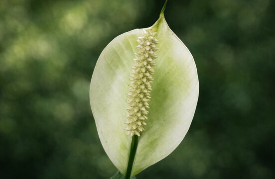 A peace lily flower with a pale yellow spadix and a smooth white spathe tinged with green stands gracefully against a soft green background, symbolizing purity and calm.