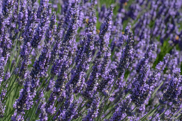 Obraz premium Purple lavender flowers in close-up with selective focus