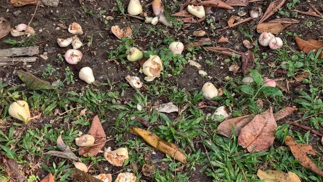 Overhead view of overripe wax apples fallen on the muddy garden floor with scattered dry leaves and green grass under natural light, organic decomposition and gardening concept