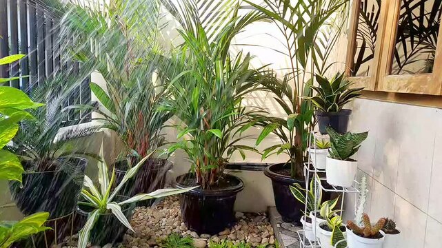 A small garden in front of the house with various beautiful plants. Watering the plants. Flowers and plants are wet and fresh when exposed to water. Red palm, sanseviera, golden pothos, cactus.