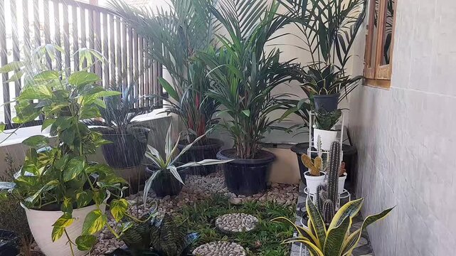 A small garden in front of the house with various beautiful plants. Watering the plants. Flowers and plants are wet and fresh when exposed to water. Red palm, sanseviera, golden pothos, cactus.