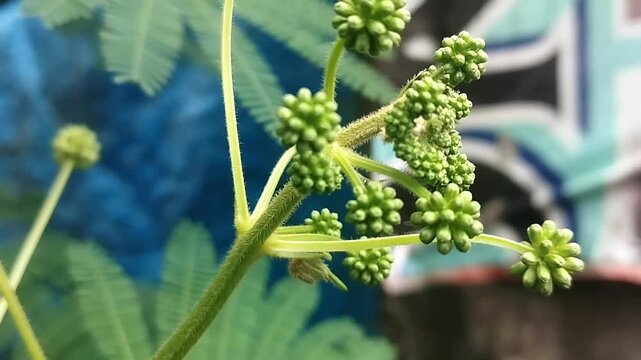 Macro view of static bumpy green pods and flower stalks nestled among wild fern leaves.
