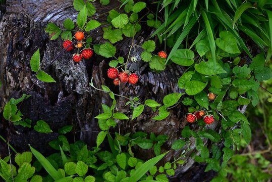 Hirsute raspberry (Rubus hirsutus) berries. Rosaceae deciduous shrub. Berries are aggregate fruits that ripen red in early summer and are edible.