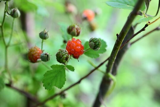Hirsute raspberry (Rubus hirsutus) berries. Rosaceae deciduous shrub. Berries are aggregate fruits that ripen red in early summer and are edible.