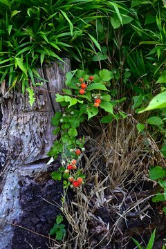 Hirsute raspberry (Rubus hirsutus) berries. Rosaceae deciduous shrub. Berries are aggregate fruits that ripen red in early summer and are edible.