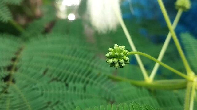 Low angle horizontal view of a single green plant bud stem extending out in a wild garden.

