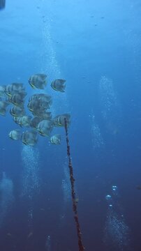 Underwater adventure captivating ocean life footage of dynamic marine scenes coral reefs and tropical fish in slow motion 4k video