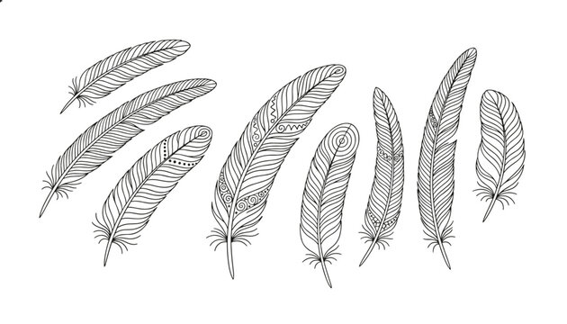 Collection of detailed black and white feather sketches featuring various patterns and textures for creative design and art.