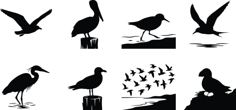 Set of marine bird silhouettes featuring pelicans seagulls and herons for coastal nature and wildlife graphic designs
