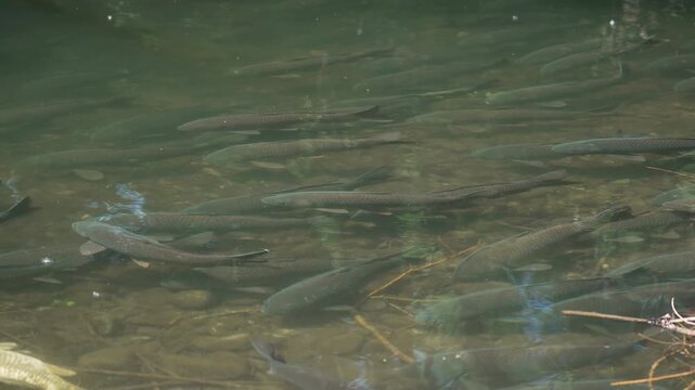 Large school of carp swimming in the Provo River in slow motion during spawning season.