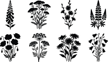 Wildflower silhouette collection featuring poppy lupin foxglove and daisy for botanical and garden design projects © SreePoreshChandra