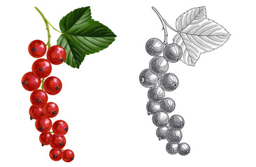 Obraz premium drawing color red currant berries and green leaves and monochrome line drawing isolated at white background, hand drawn illustration