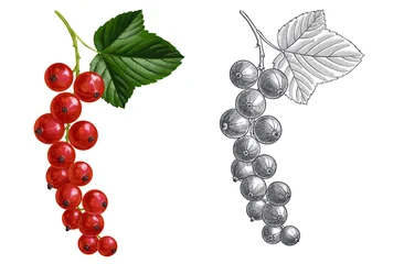 drawing color red currant berries and green leaves and monochrome line drawing isolated at white background, hand drawn illustration © cat_arch_angel