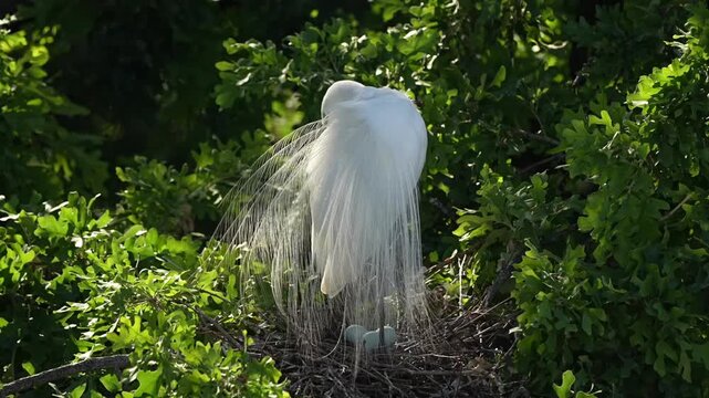 Beautiful Egret is preening its feathers	