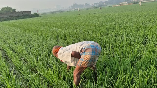 Farmer with Folded Lungi Weeding Along Straight Rice Rows